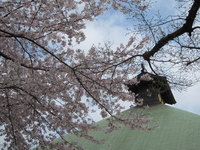 弘明寺本堂の屋根と桜；クリックすると大きな写真になります