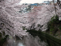大岡川の桜；クリックすると大きな写真になります