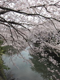 大岡川の桜；クリックすると大きな写真になります