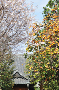 光榮山法性寺；クリックすると大きな写真になります