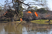 源平池端　桜の葉；クリックすると大きな写真になります