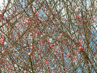 早咲きの梅；クリックすると大きな写真になります