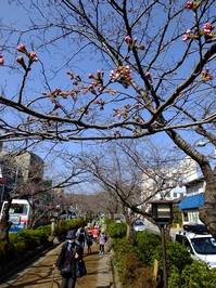 段蔓の桜の蕾；クリックすると大きな写真になります。