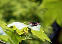 高山蝶であるクモマベニヒカゲと酷似する蝶：クリックすると大きな写真になります