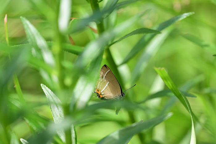 000_240718007 X700 ◎箱根湿生花園 ミドリ Z50 Z105mc.jpg