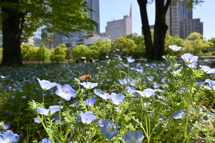 000_260417007 X700 ○日比谷公園 Z30 Z16-50.jpg