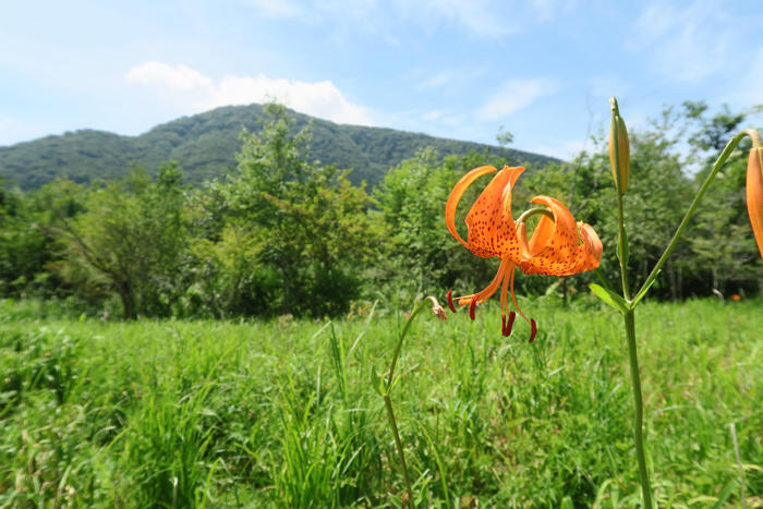 000_260714017 X700 〇箱根湿性花園 コオニユリ G7X.jpg