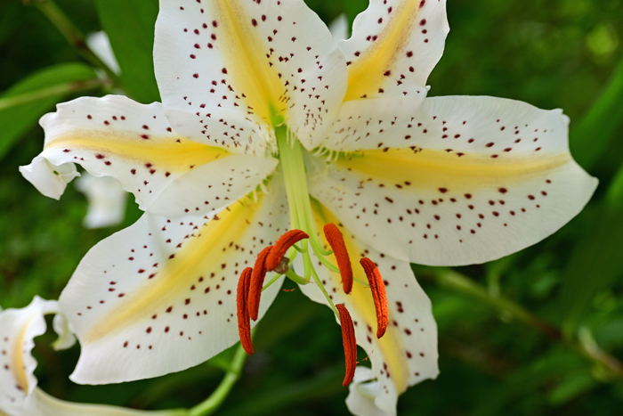 000_250722160 X700 ◎箱根湿性花園 Z50 Z50-250.jpg