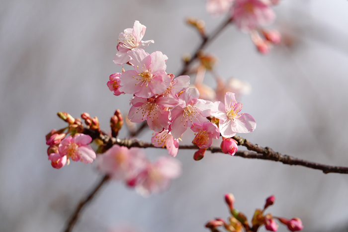 000_260205017 X700 ★◎河津桜 保土ヶ谷公園 RX10M4.jpg