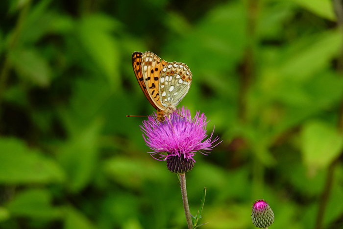 000_250713055 X700 ◎ゴンドラ頂上 RX10M4.jpg