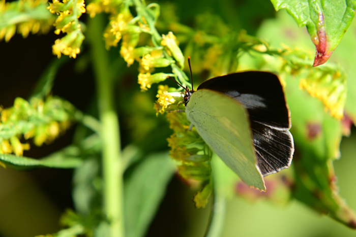 000_251103048 X700 ◎ウラギン♀ 保土ヶ谷公園 Z50 Z50-250.jpg