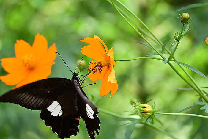 000_250930024tm X700 ◎モンキアゲハ 保土ヶ谷公園 Z50 50-250.jpg