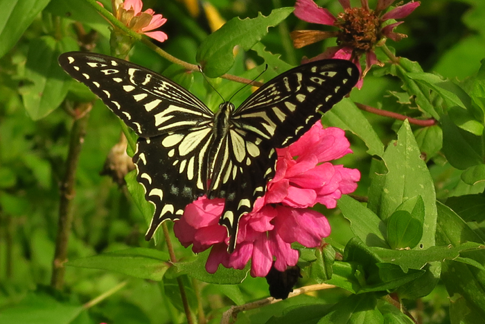 000_251002022 X700 ◎峰岡公園 G7X.jpg