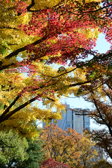 000_251121086 X700 ◎日比谷公園 Z30 16-50.jpg