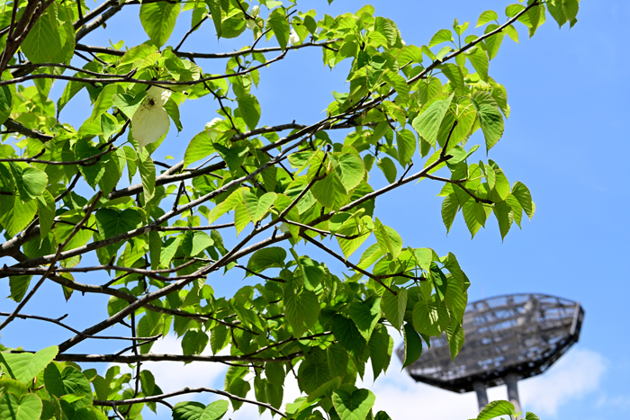 000_260426026 X700 ▲ハンカチノキ 保土ヶ谷公園 Z50 Z50-250.jpg