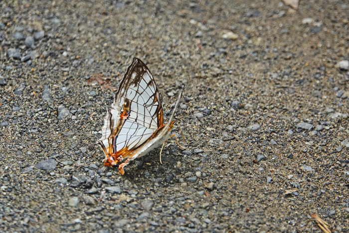 000_260630076 ◎イシガケチョウ 舞岡公園 RX10M4.jpg