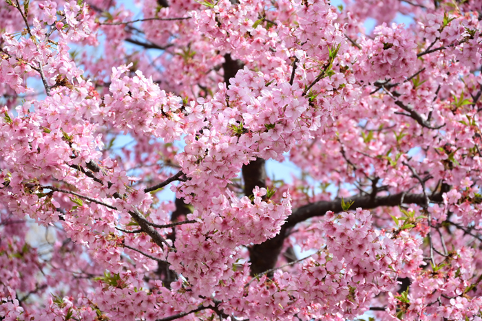 000_250314090 X700 ◎保土ヶ谷公園 河津桜 Z50 Z18-140.jpg