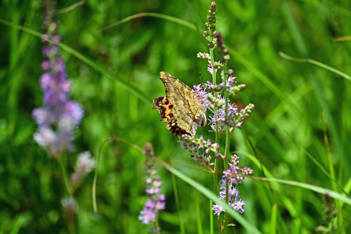000_250722141 X700 ◎箱根湿性花園 キタテハ Z50 Z50-250.jpg