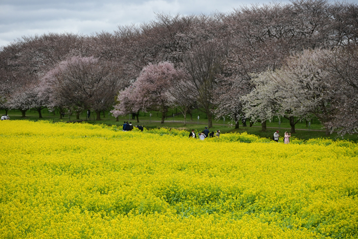 000_250404163 X700 ◎幸手権現堂桜堤 Z50 Z18-140.jpg