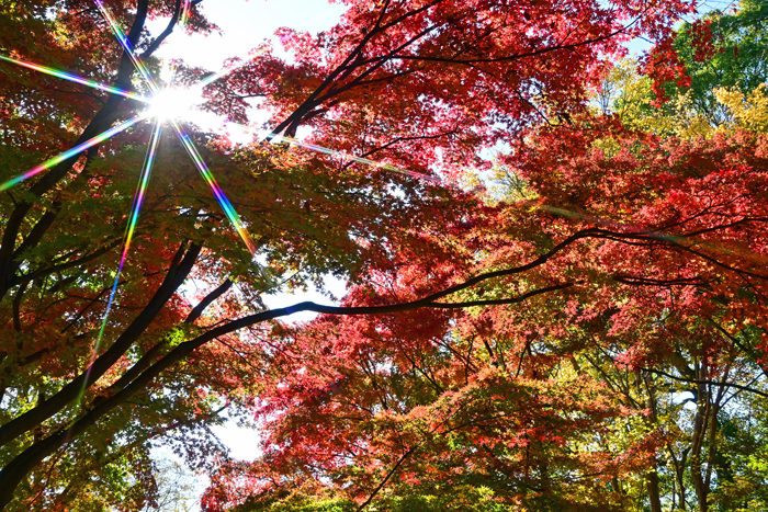 000_251126076 X900 ◎保土ヶ谷公園 辻広場 D50 Z18-140.jpg