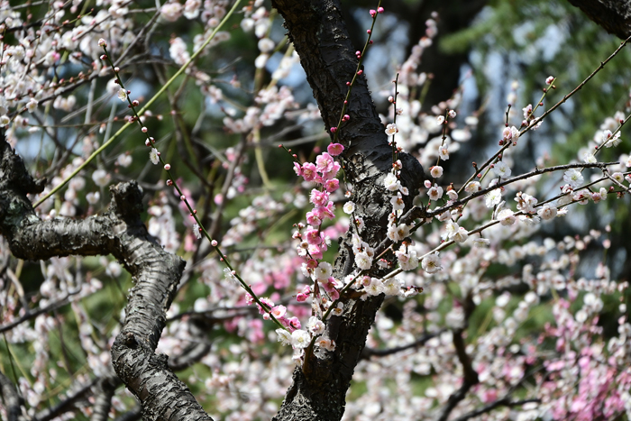 000_250314078 X700 ◎保土ヶ谷公園 思いのまま Z50 Z18-140.jpg