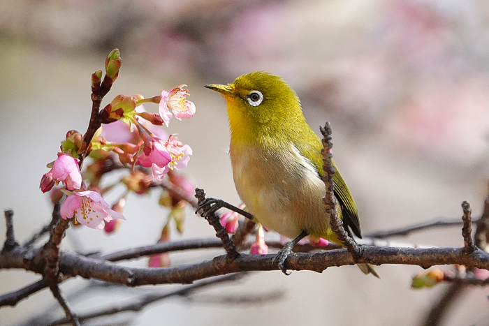 000_260214068tm X700 ◎メジロ・カワヅザクラ 保土ヶ谷公園 RX10M4.jpg