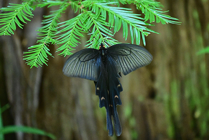 000_250818379 X700 ◎ジャコウ 高知県立牧野植物園 D50.jpg