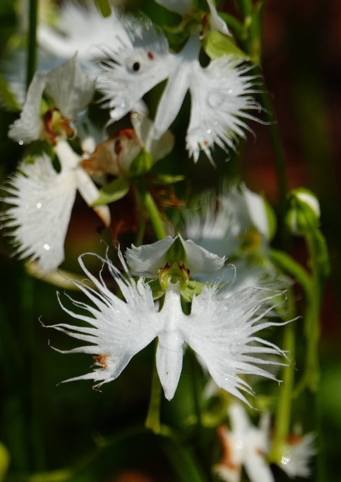 000_240805024t X700 ◎箱根湿生花園 サギソウ RX10M4.jpg