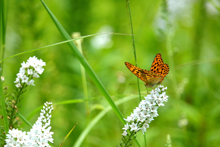 000_260714144 X700 〇箱根湿性花園 RX10M4.jpg