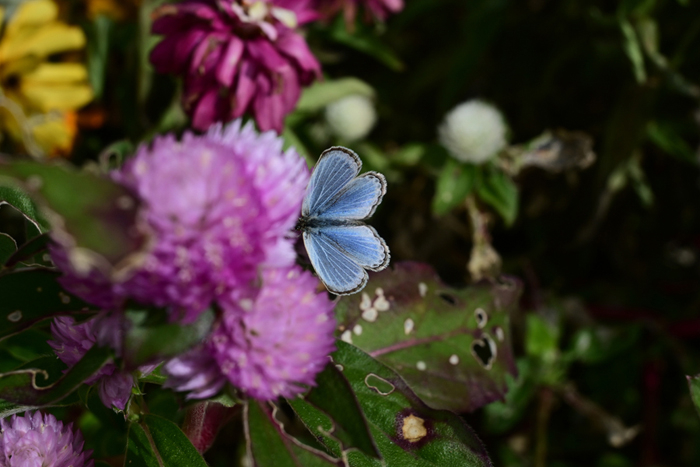 000_251116067 X900 ◎ヤマト 保土ヶ谷区役所 Z30 Z16-50.jpg