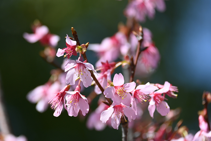 000_260307038 X700 〇 オカメザクラ 帷子川 Z30 50-250.jpg