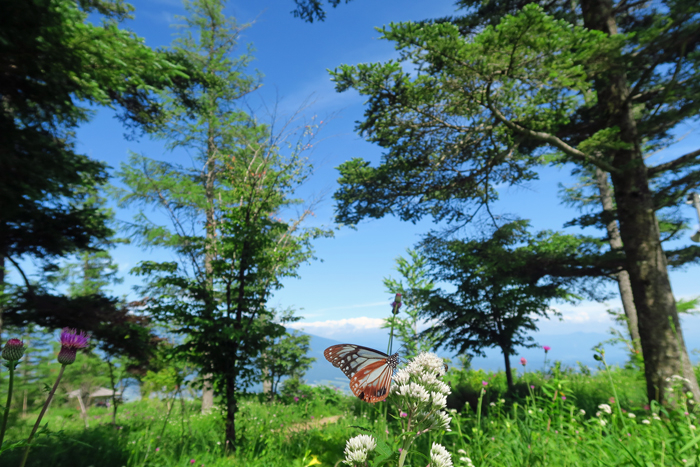 000_250713034 X700 ◎すずらん山野草公園 八ヶ岳 G7X.jpg