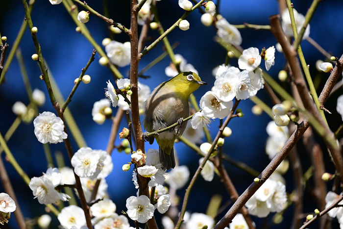 000_260221042 X700 ◎メジロ 大輪緑萼 保土ヶ谷公園 Z50 Z50-250.jpg
