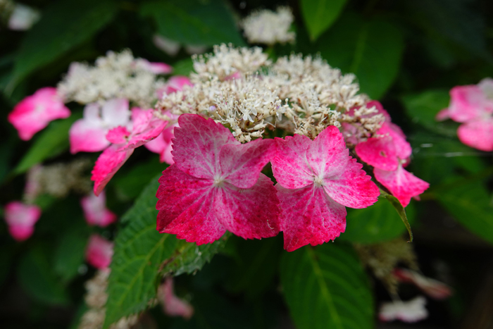 000_260616035 ◎瓜久保 舞岡公園 RX10M4.jpg