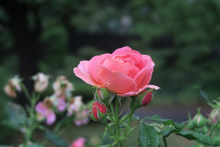000_260522021 X700 日比谷公園 chainaro-zuG7X.jpg