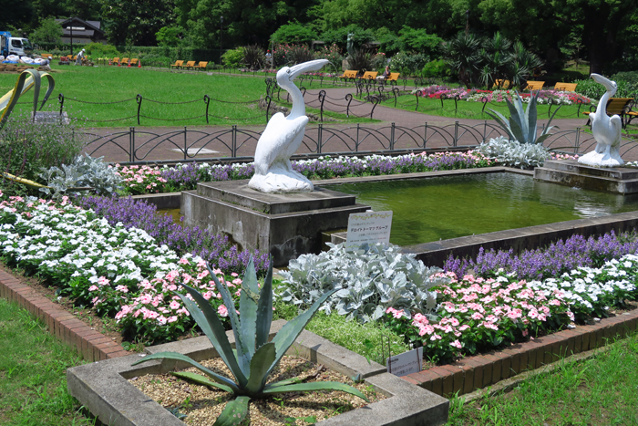 000_250520003 X900 日比谷公園 昨年7月リュウゼツラン G7X.jpg