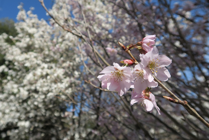 000_260316021 X700 修善寺寒桜 峰岡公園 G7X.jpg