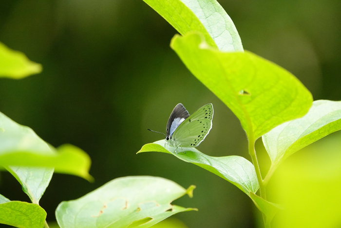 000_250523088a m X700 舞岡公園 ウラゴ半開翅 長久保 RX10M4.jpg