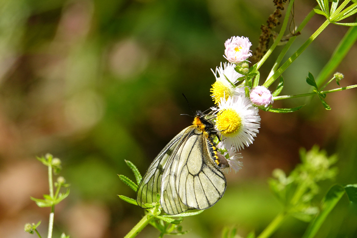 000_250430182 X700 ◎ウスバシロ八王子城跡 RX10M4.jpg