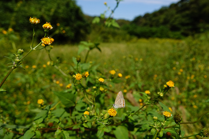 000_241011212tm X700 ◎舞岡公園 ウラナミ RX10M4.jpg