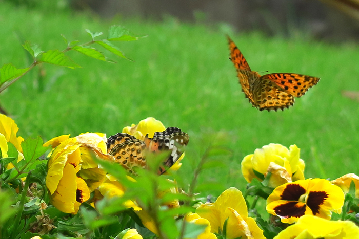 000_250516048 X700 △5月の日比谷公園 G7X.jpg