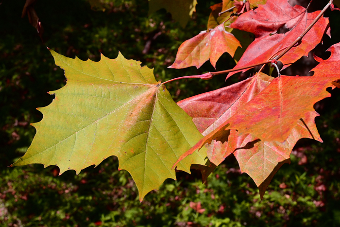 000_251114075m X700 〇アメリカスズカケノキ葉 保土ヶ谷公園 Z30 16-30.jpg