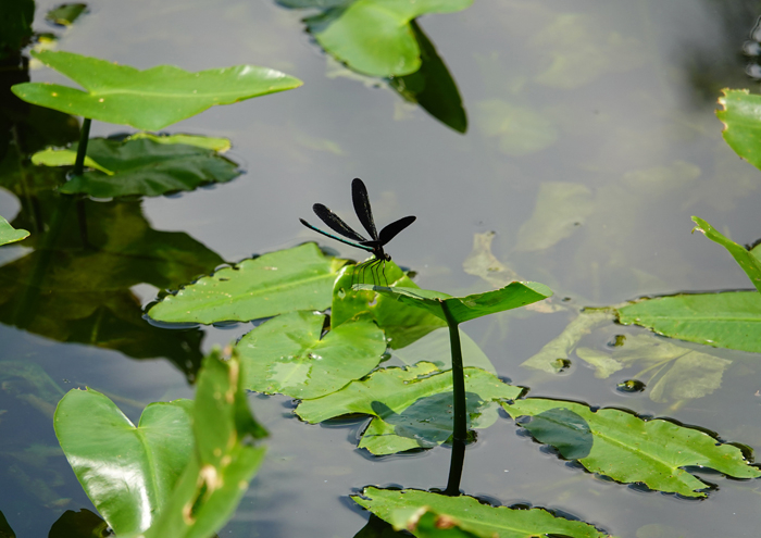 000_240805127s X700 ◎箱根湿性花園 ハグロトンボ RX10M4.jpg