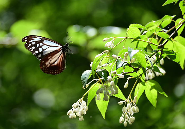 000_260507063s X700 ◎アサギマダラ Z50 Z50-250.jpg