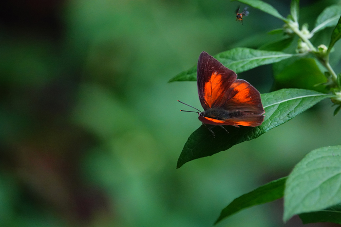 000_240926114 X900 ◎舞岡公園 ウラギン RX10m4.jpg