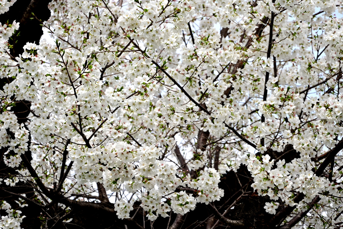 000_250328118 X700 帷子小学校 染井吉野 Z50 Z18-140.jpg