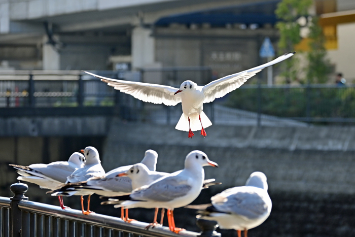 251231050s X700 ◎帷子川 ユリカモメ Z50 Z50-250.jpg