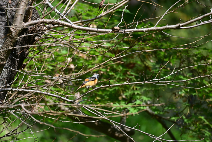 000_251028047 X700 ◎保土ヶ谷公園 ジョウビタキ Z50 Z50-250.jpg