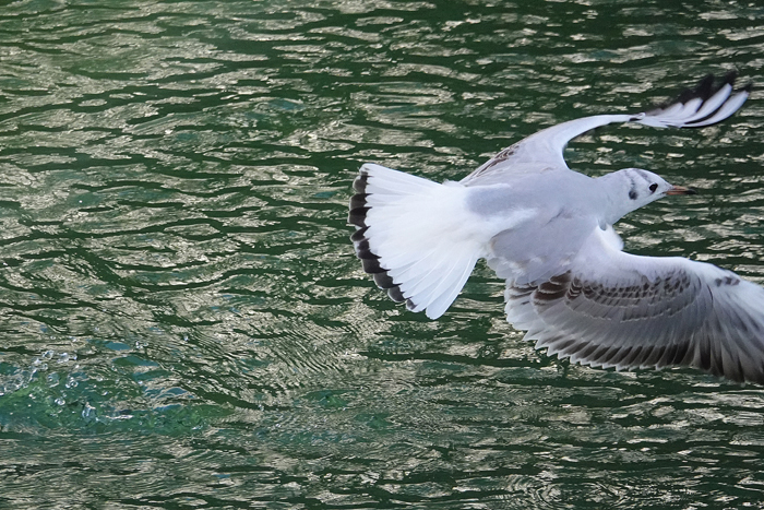 000_250211036t X700 ユリカモメ 帷子川 RX10M4.jpg