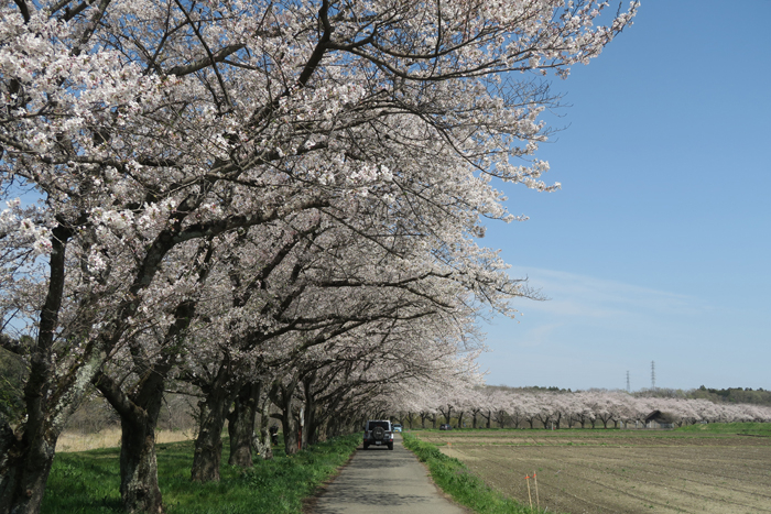 000_260403044 X700 ◎都幾川 武蔵嵐山 G7X.jpg